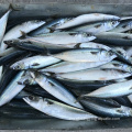 Frozen Pacific Mackerel 150-200g 60-80pcs Ikan